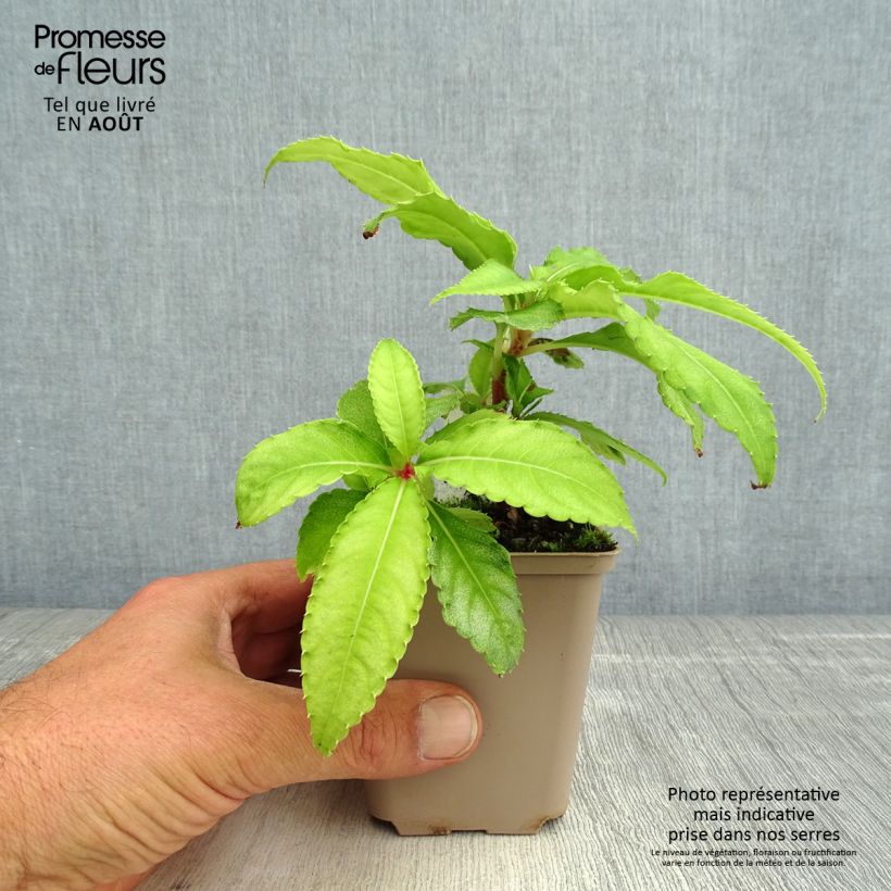 Amostra de Impatiens omeiana Ice Storm Vaso de 8/9 cm tal como entregue no verão