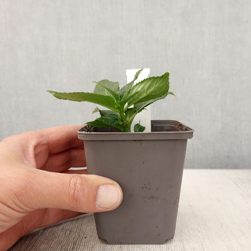 Amostra de Impatiens SunPatiens compact Blanc Vaso de 8/9 cm tal como entregue na primavera