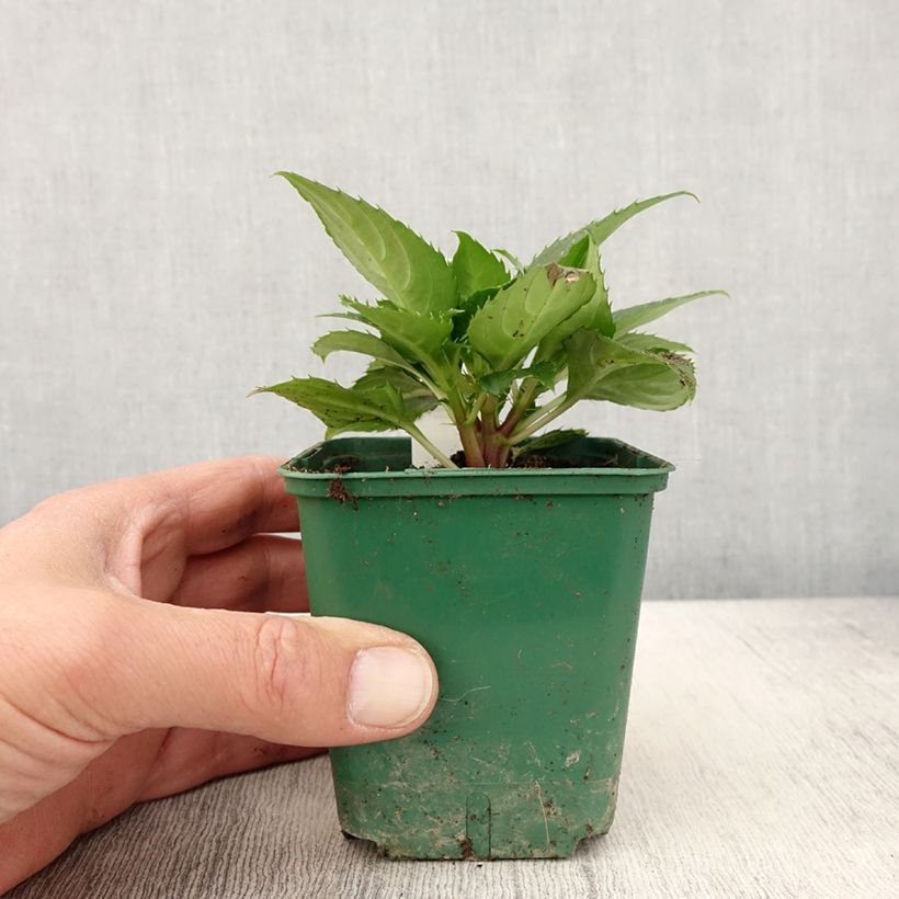 Amostra de Impatiens Sunpatiens Compact Electric Orange Vaso de 8/9 cm tal como entregue na primavera