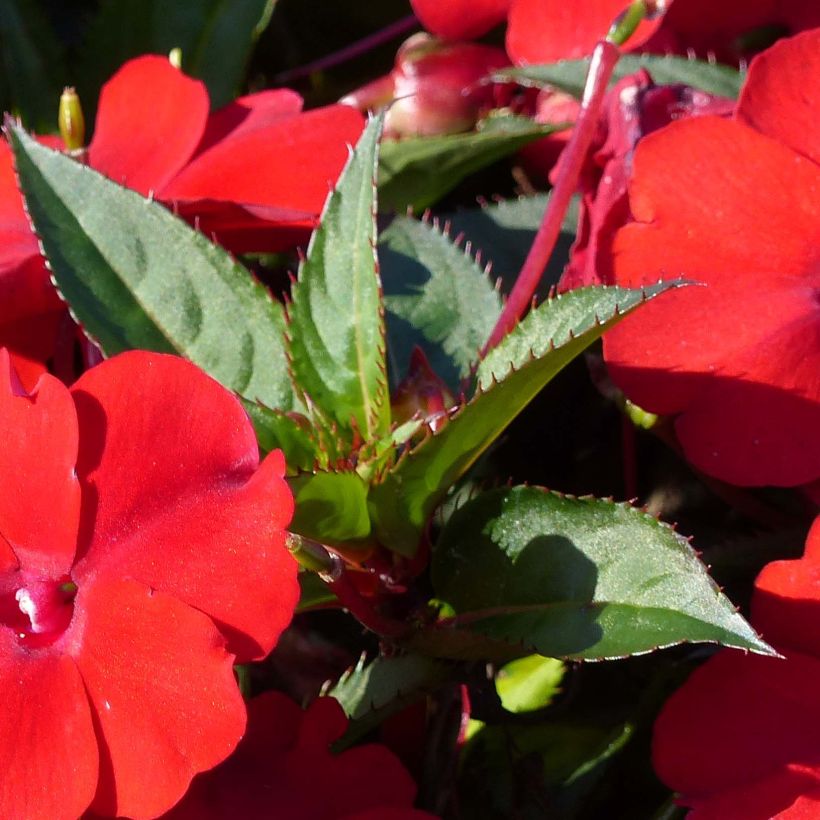 Alegria-da-casa Sunpatiens Compact Vermelho - Impatiens (Folhagem)