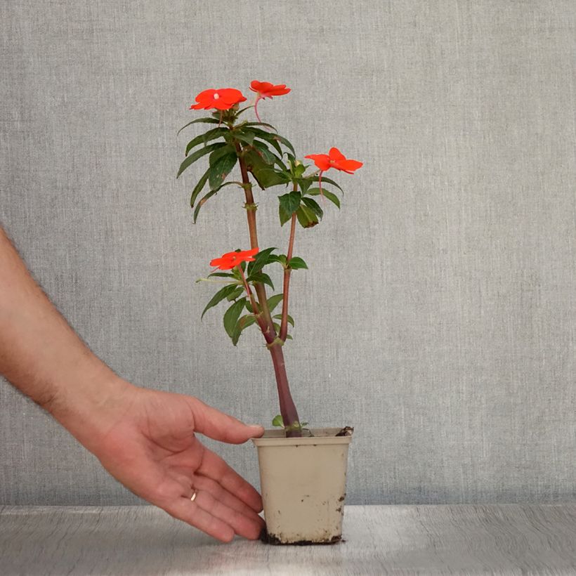 Amostra de Beijinho da Nova Guiné SunPatiens Vigorous Orange em minimottes Vaso de 8/9 cm tal como entregue no verão