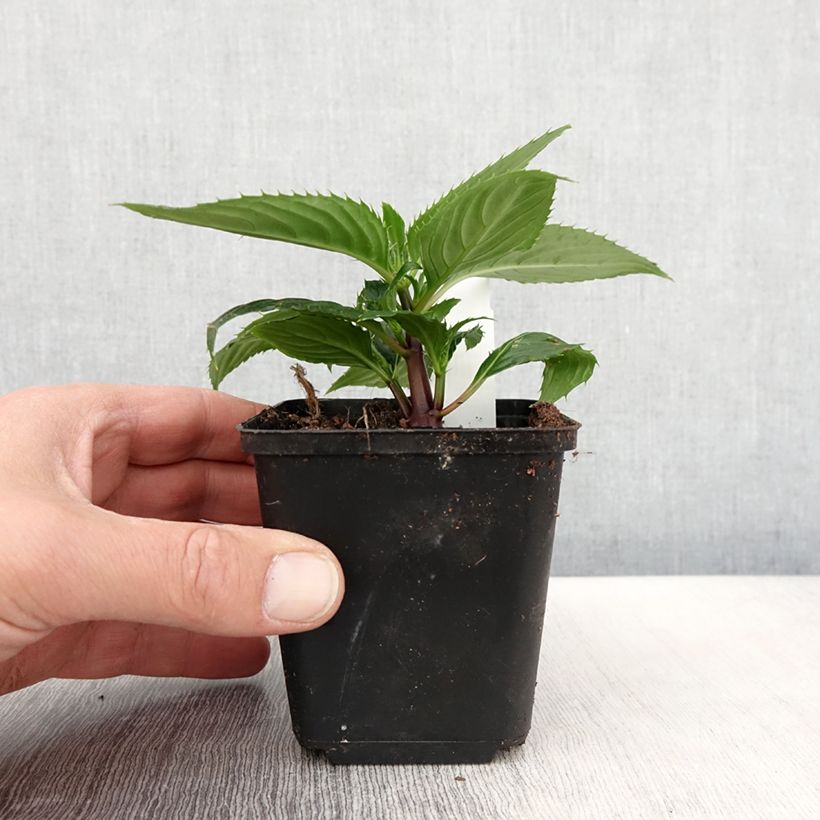 Amostra de Impatiens Sunpatiens Vigorous Rose Pink Mini-mottes Vaso de 8/9 cm tal como entregue na primavera