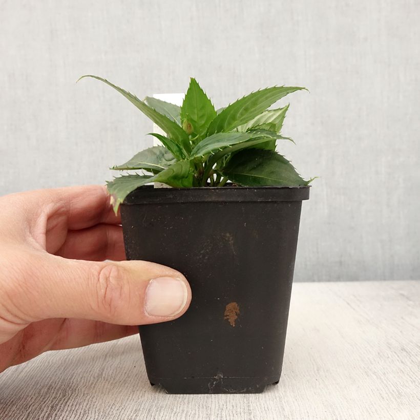 Amostra de Impatiens Sunpatiens Vigorous Scarlet Mini-mottes Vaso de 8/9 cm tal como entregue na primavera
