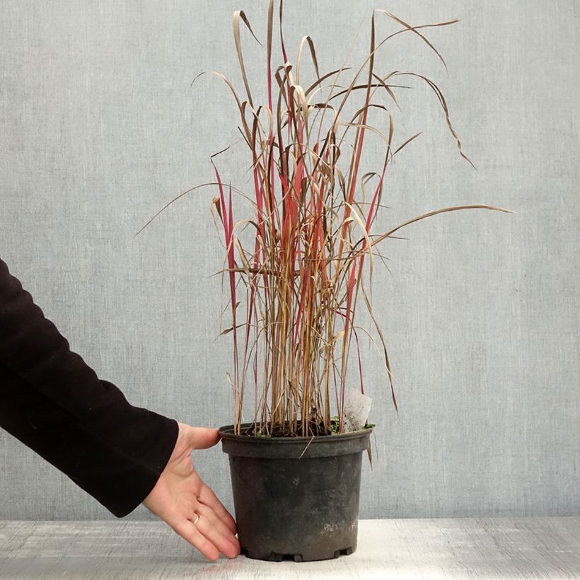 Amostra de Imperata cylindrica Red Baron Vaso de 2 L/3 L tal como entregue no outono