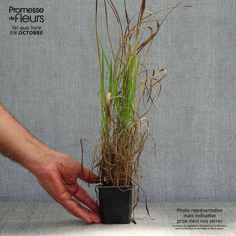 Amostra de Imperata cylindrica Red Baron Vaso de 8/9 cm tal como entregue no outono