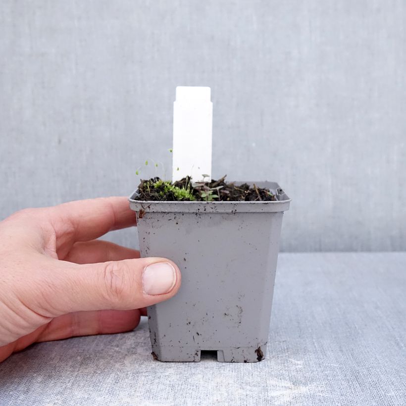 Amostra de Incarvillea delavayi Vaso de 8/9 cm Calibre I tal como entregue na primavera