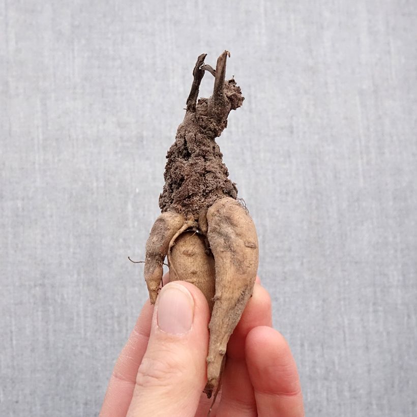 Amostra de Incarvillea delavayi Snowtop Bulbo Calibre I tal como entregue na primavera