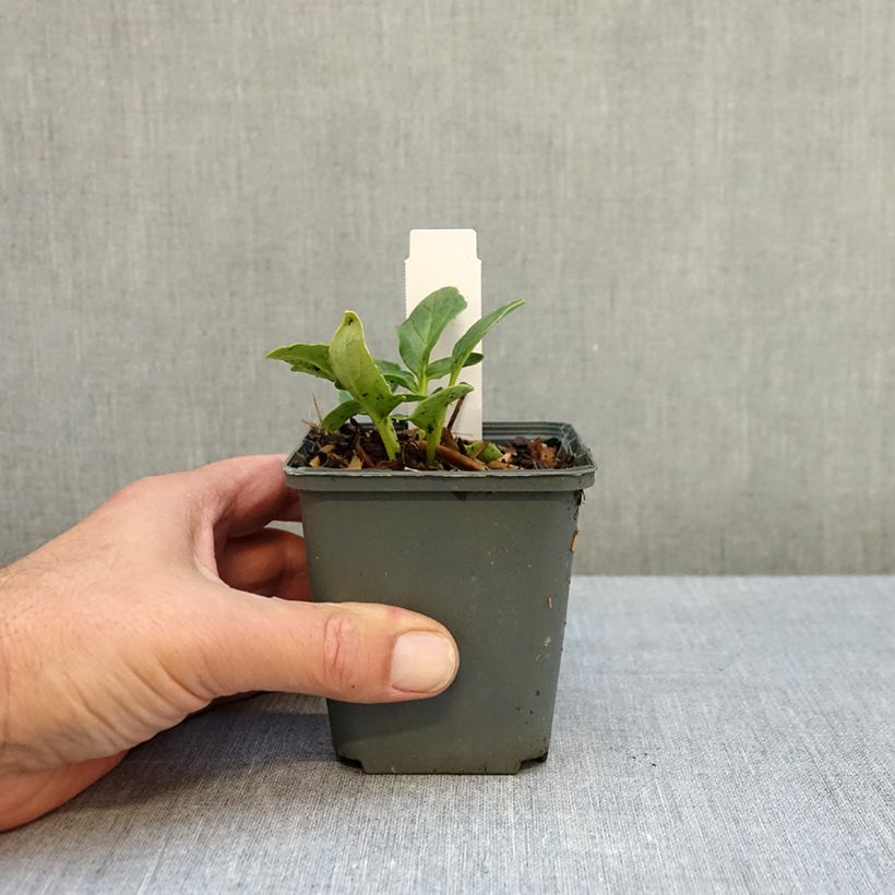 Amostra de Incarvillea delavayi Snowtop Vaso de 8/9 cm Calibre I tal como entregue no outono