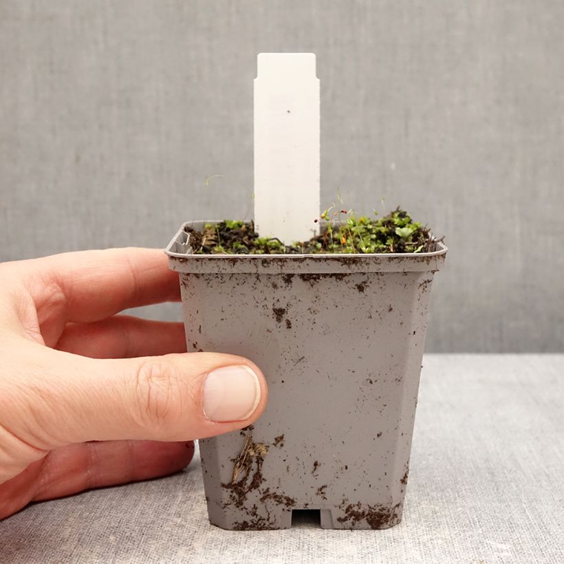 Amostra de Incarvillea delavayi Snowtop Vaso de 8/9 cm Calibre I tal como entregue no inverno