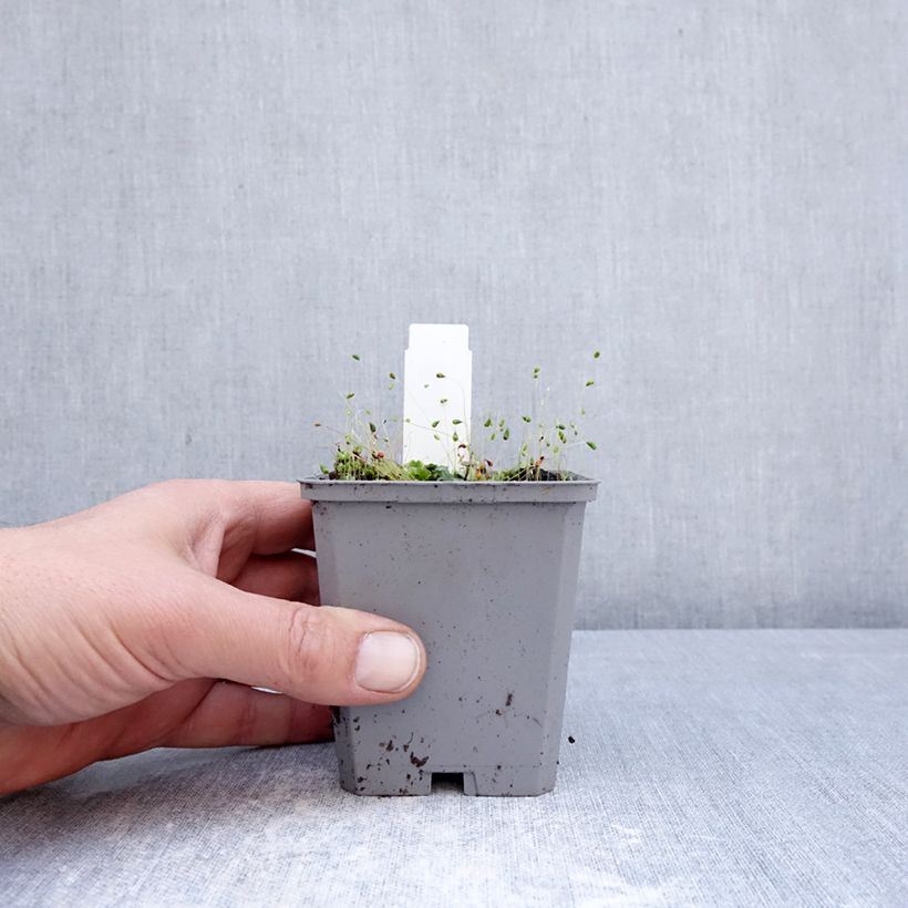 Amostra de Incarvillea delavayi Snowtop Vaso de 8/9 cm Calibre I tal como entregue na primavera