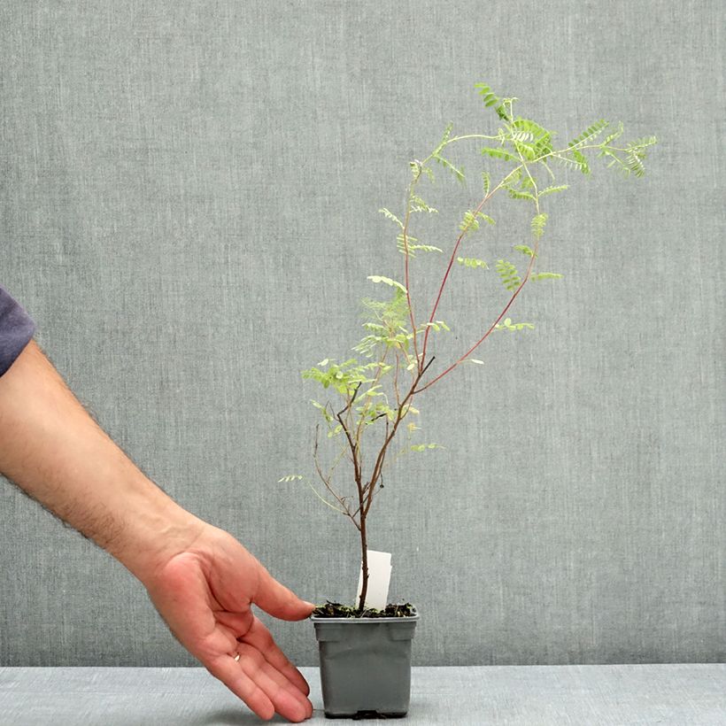 Amostra de Indigofera heterantha Vaso de 8/9 cm tal como entregue no verão