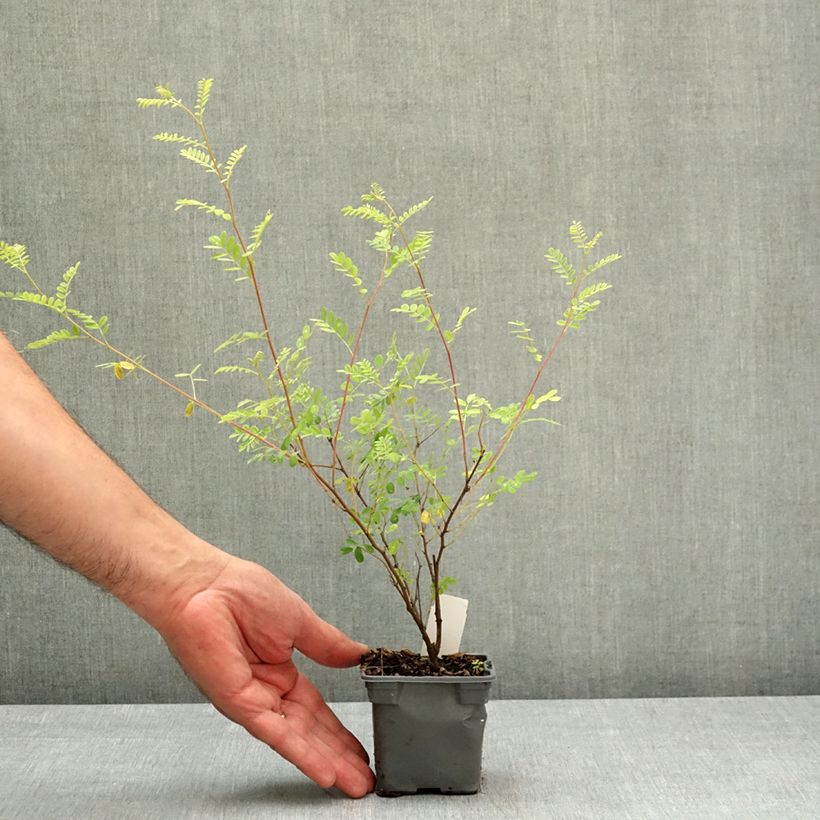 Amostra de Indigofera heterantha Vaso de 8/9 cm tal como entregue na primavera