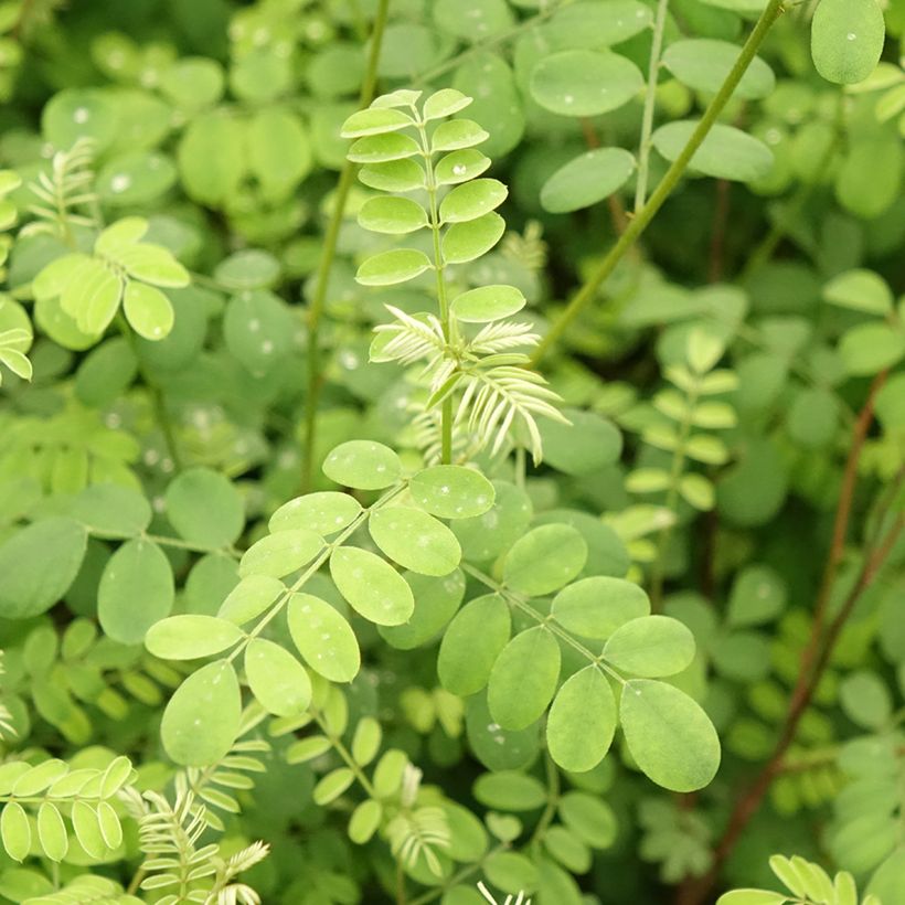 Indigofera heterantha (Folhagem)