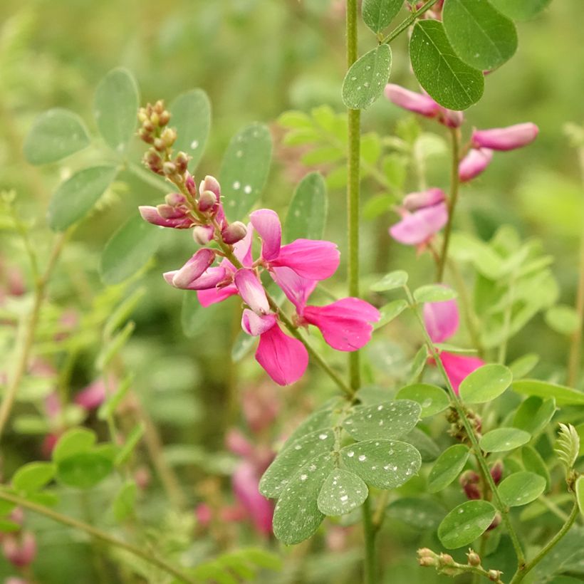 Indigofera heterantha (Floração)