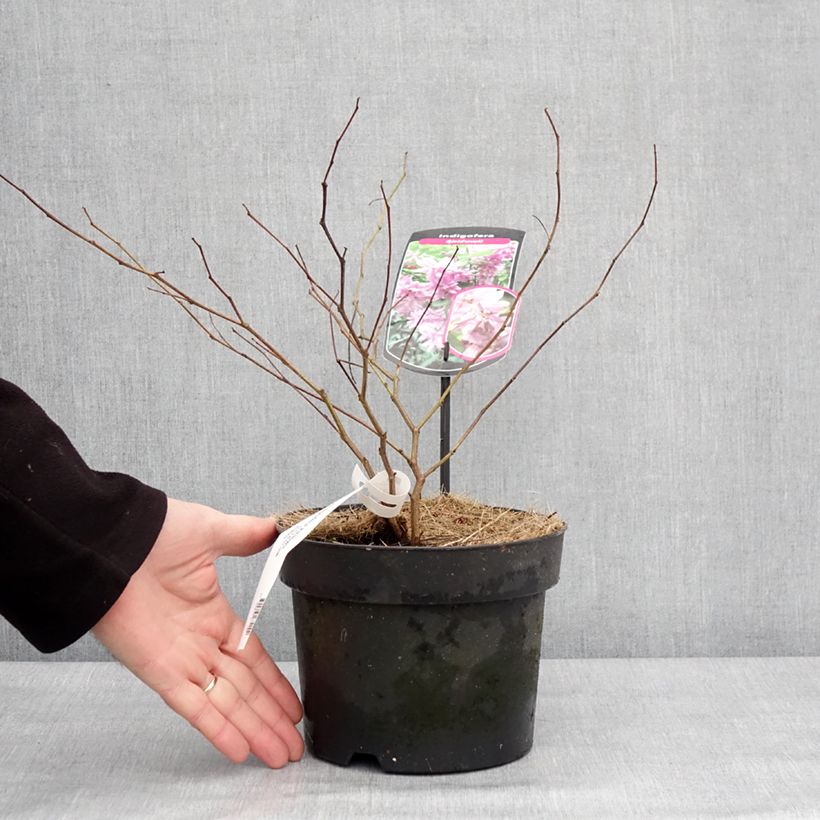 Amostra de Indigofera kirilowii - Indigotier de Kirilov Vaso de 2 L/3 L tal como entregue no inverno
