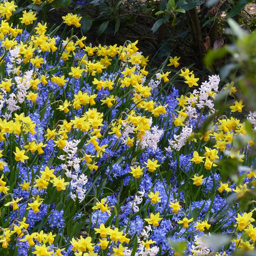 Inspiração com pequenos bolbos de primavera de floração contrastante (Hábito)