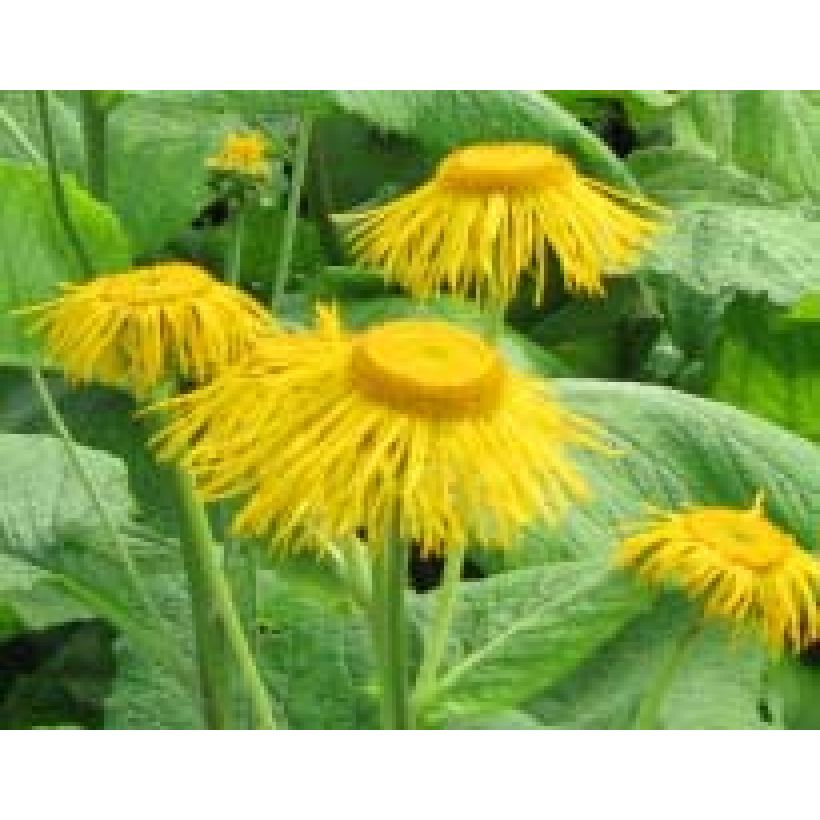 Inula magnifica (Floração)