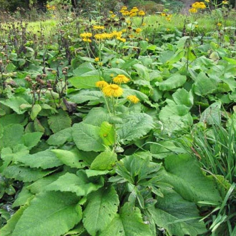 Inula magnifica (Hábito)