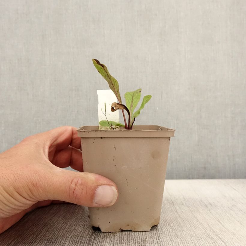 Amostra de Inula orientalis Vaso de 8/9 cm tal como entregue no outono