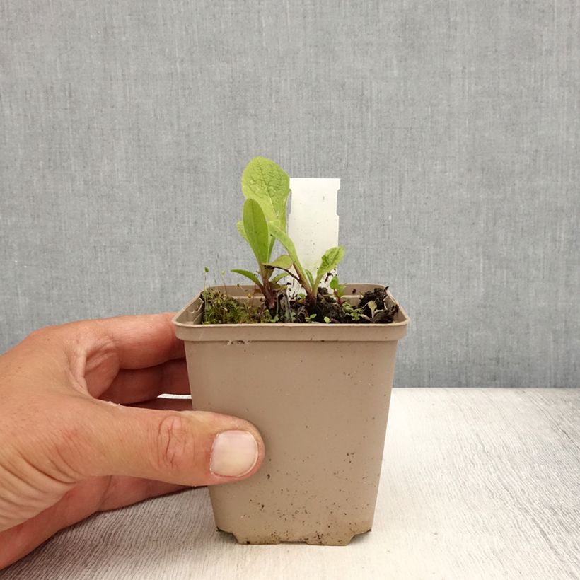 Amostra de Inula orientalis Vaso de 8/9 cm tal como entregue no verão