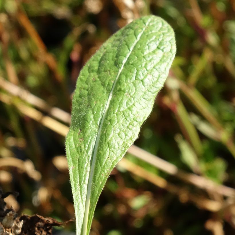 Inula orientalis (Folhagem)