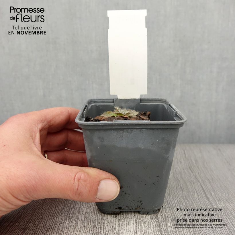 Amostra de Inula rhizocephala Vaso de 8/9 cm tal como entregue no outono