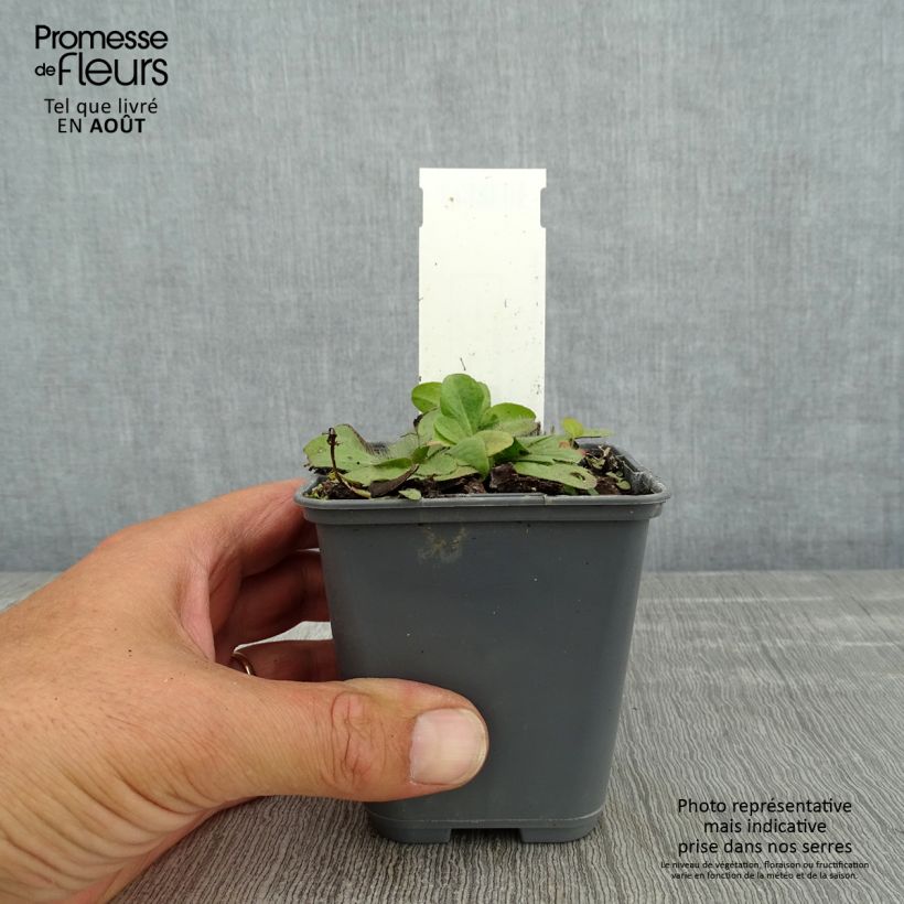 Amostra de Inula rhizocephala Vaso de 8/9 cm tal como entregue no verão