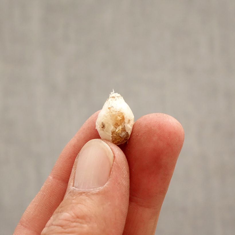 Amostra de Ipheion uniflorum em mistura Bulbo Calibre I tal como entregue na primavera