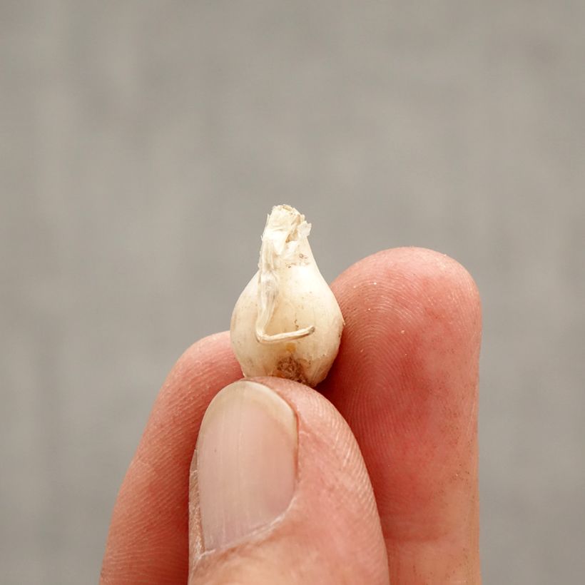 Amostra de Ipheion uniflorum Alberto Castillo - Etoile de printemps Bulbo size I tal como entregue na primavera