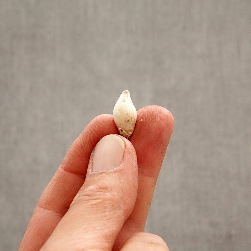 Amostra de Ipheion uniflorum Bulbo Calibre 4+ tal como entregue na primavera