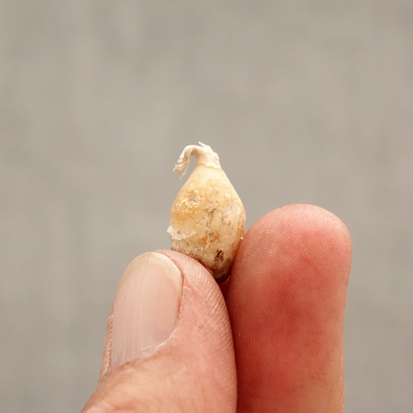 Amostra de Ipheion uniflorum Charlotte Bishop Bulbo size I tal como entregue na primavera