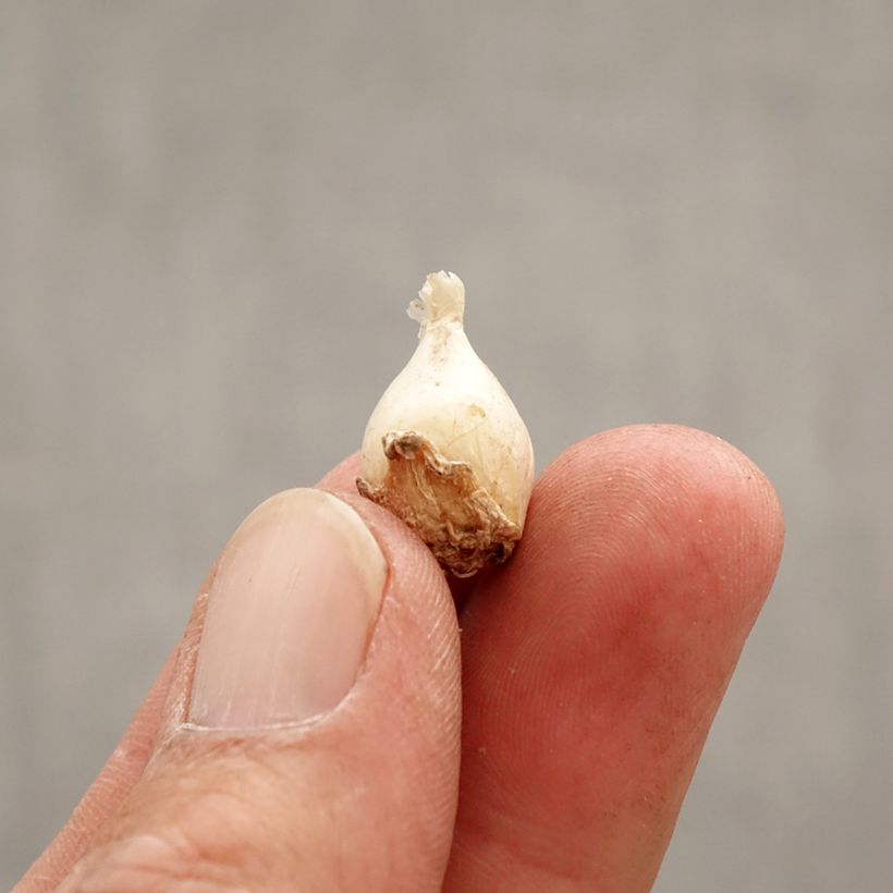 Amostra de Ipheion uniflorum Froyle Mill - Etoile de printemps Bulbo size I tal como entregue na primavera