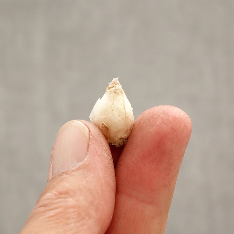 Amostra de Ipheion uniflorum Jessie Bulbo size I tal como entregue na primavera