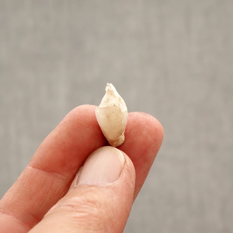 Amostra de Ipheion uniflorum Tessa - Etoile de printemps Bulbo size 4+ tal como entregue na primavera