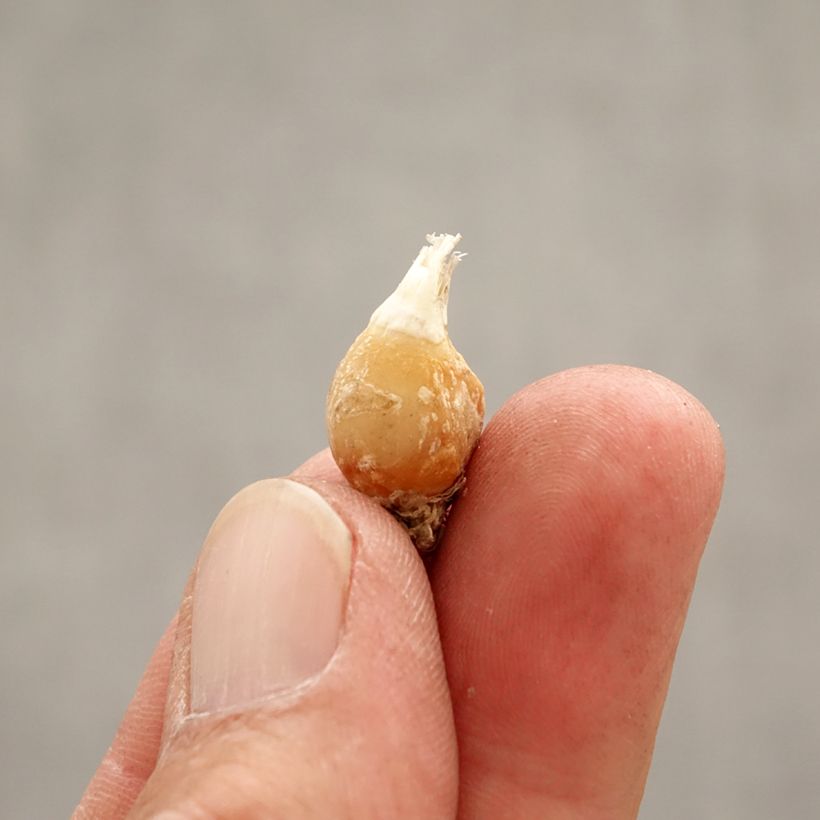 Amostra de Ipheion uniflorum White Star Bulbo Calibre I tal como entregue na primavera