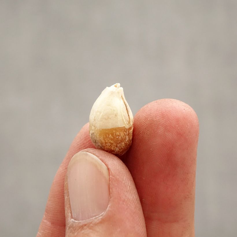 Amostra de Ipheion uniflorum Wisley Blue Bulbo size I tal como entregue na primavera