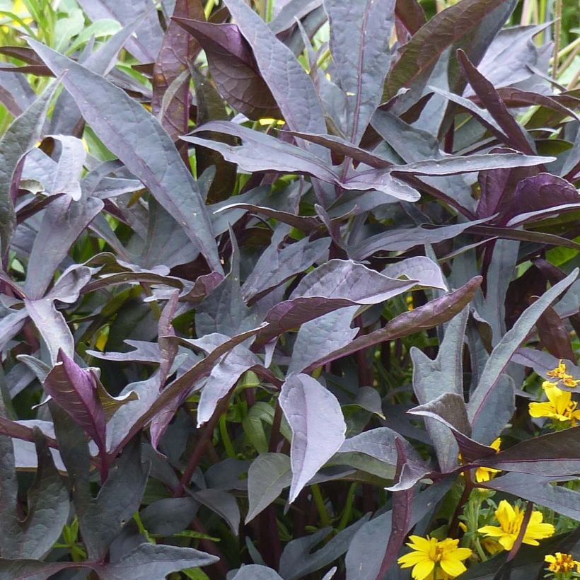 Ipomoea batatas Illusion Midnight Lace (Folhagem)