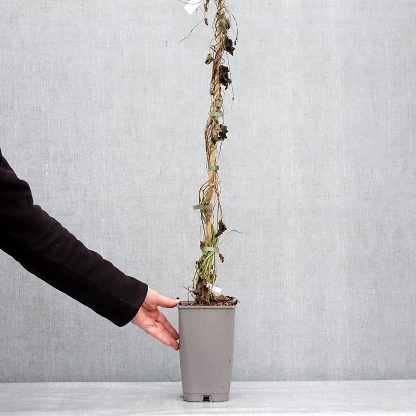 Amostra de Ipomoea learii - Ipomée d'Inde Vaso de 2 L/3 L tal como entregue no inverno