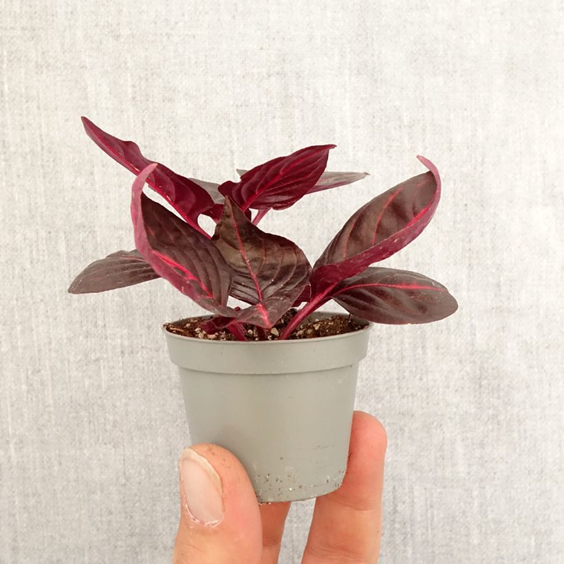 Amostra de Iresine herbstii Bloodleaf Mini-plante tal como entregue na primavera