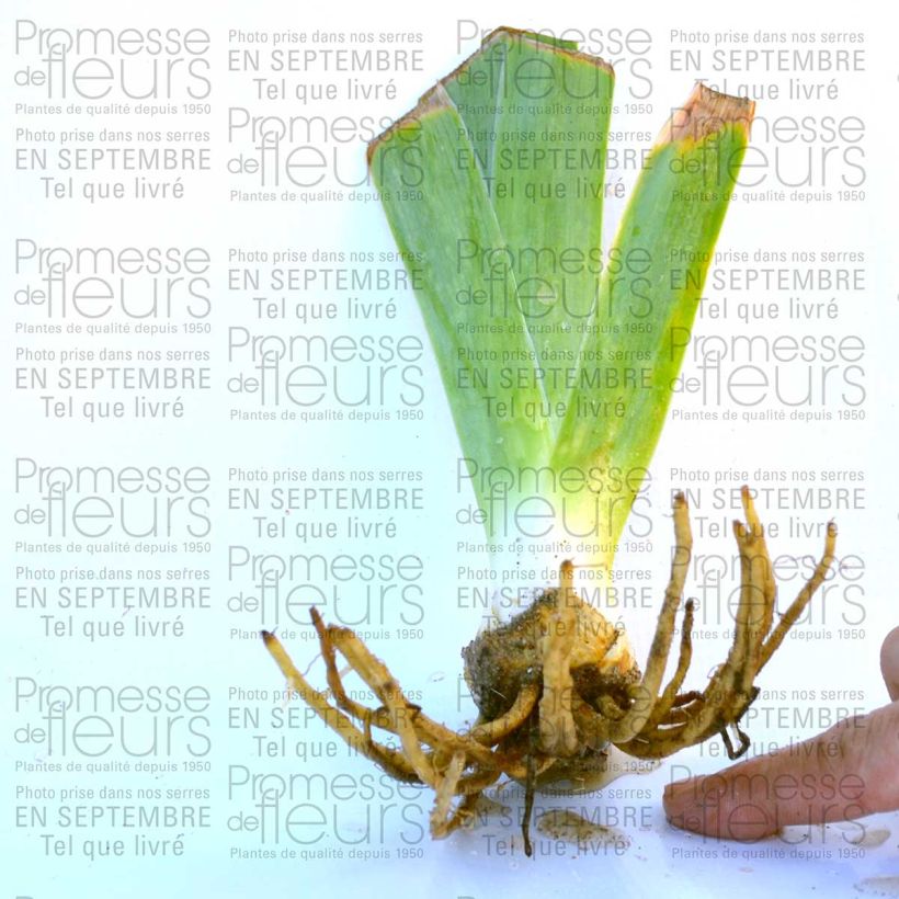 Exemplo de amostra de Iris germanica Rising Moon Vaso de 8/9 cm tal como entregue