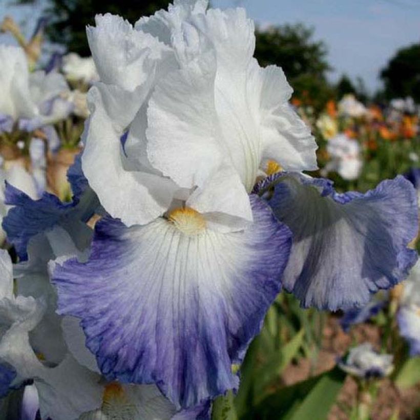 Iris germanica Alizes (Floração)