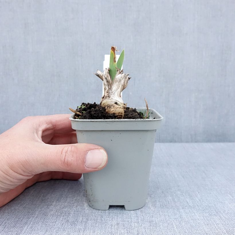Amostra de Iris Barbata-Media Bedtime Story Vaso de 8/9 cm tal como entregue na primavera
