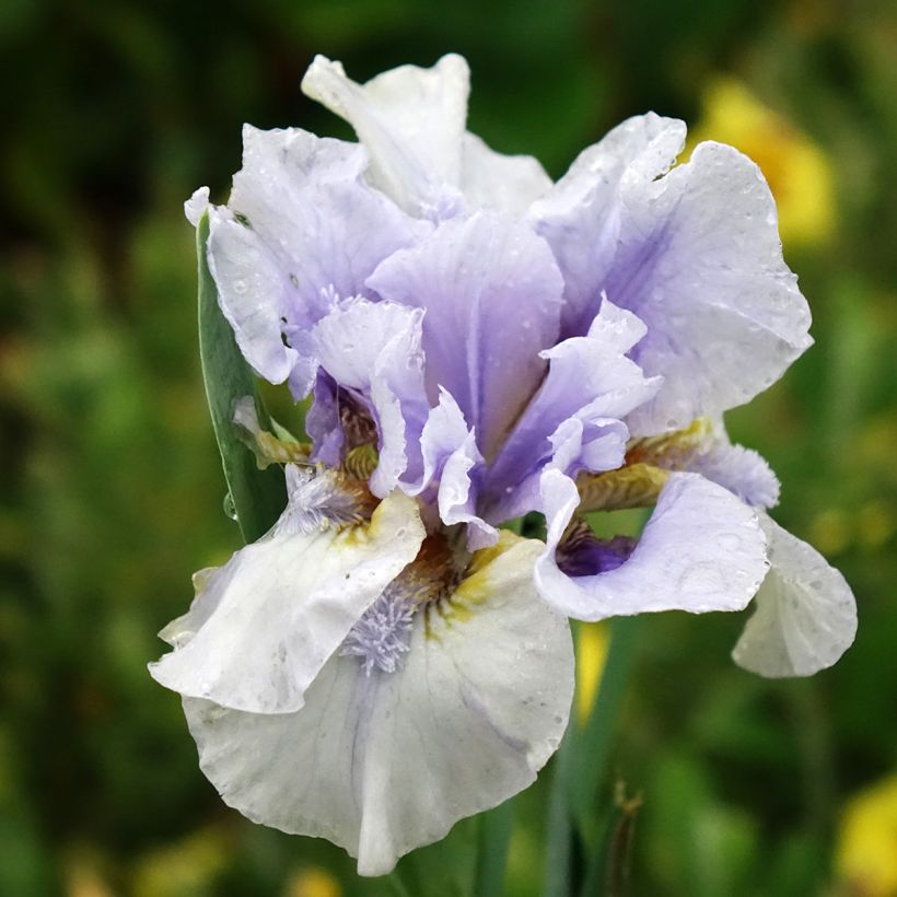Iris germanica Big Blue Eyes (Floração)