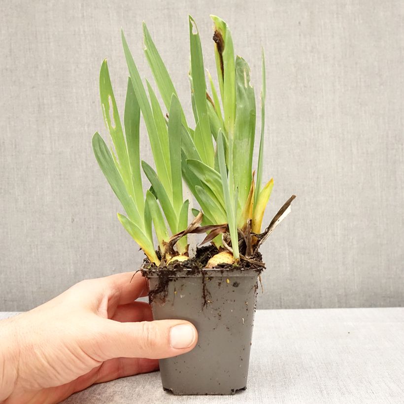Amostra de Iris germanica Big Blue Eyes Vaso de 8/9 cm tal como entregue na primavera