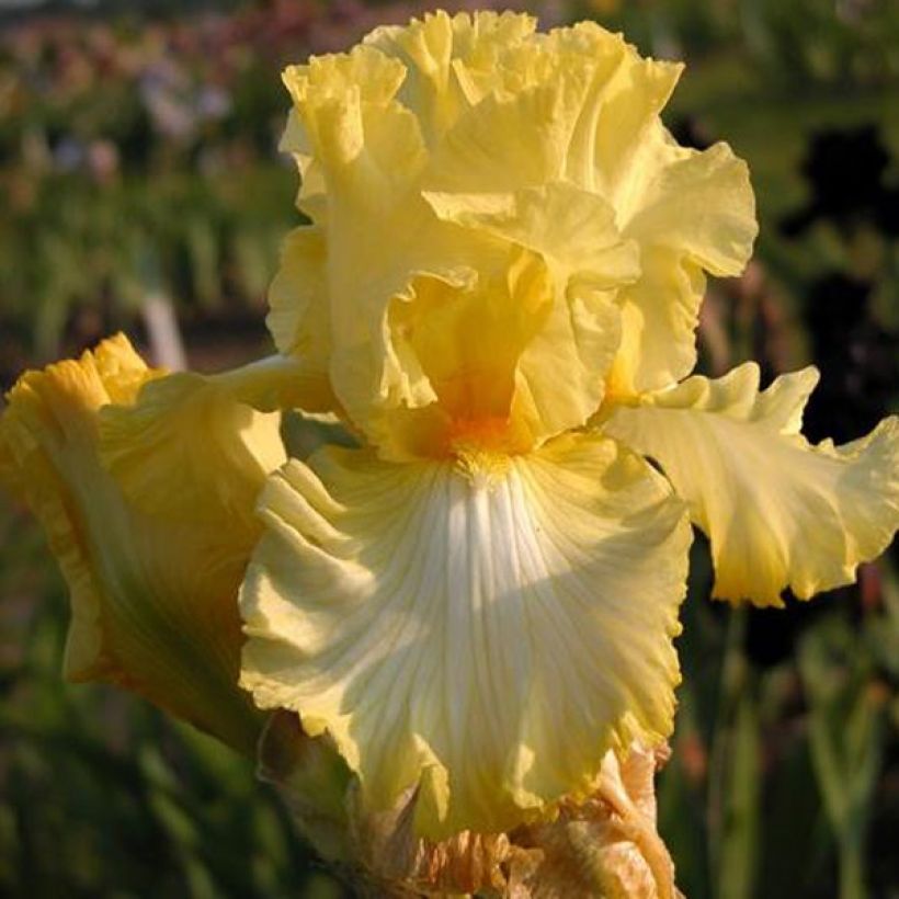 Iris germanica Big Dipper - Baardiris (Floração)