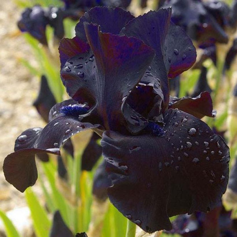 Iris germanica Black Suited (Floração)