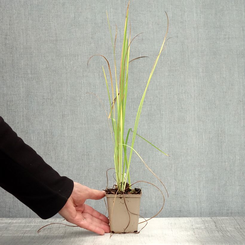 Amostra de Iris bulleyana Vaso de 8/9 cm tal como entregue no outono