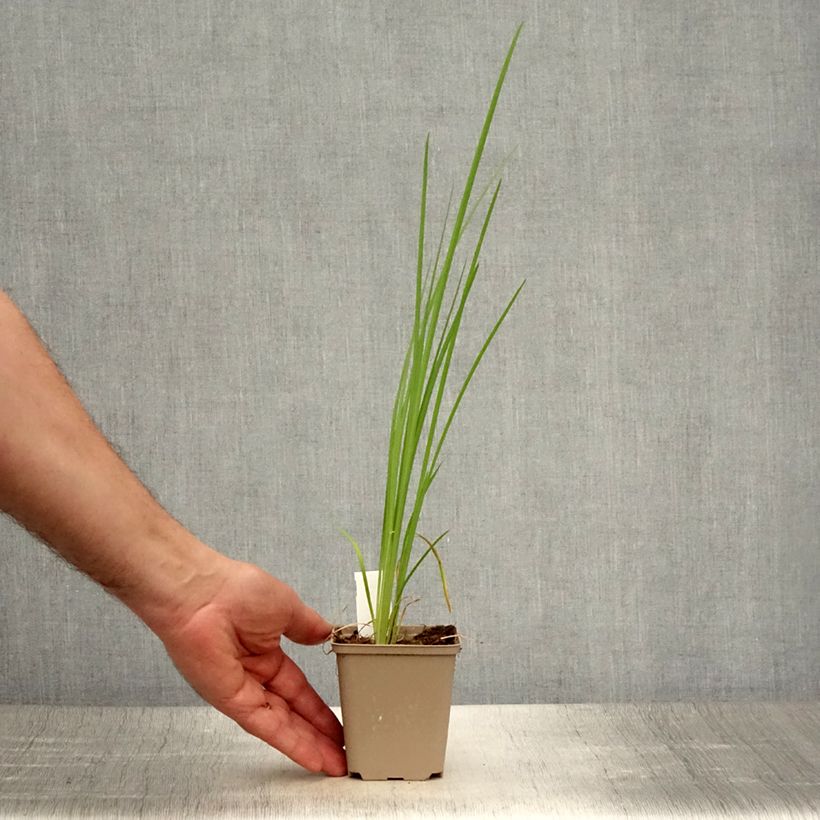 Amostra de Iris bulleyana Vaso de 8/9 cm tal como entregue no verão