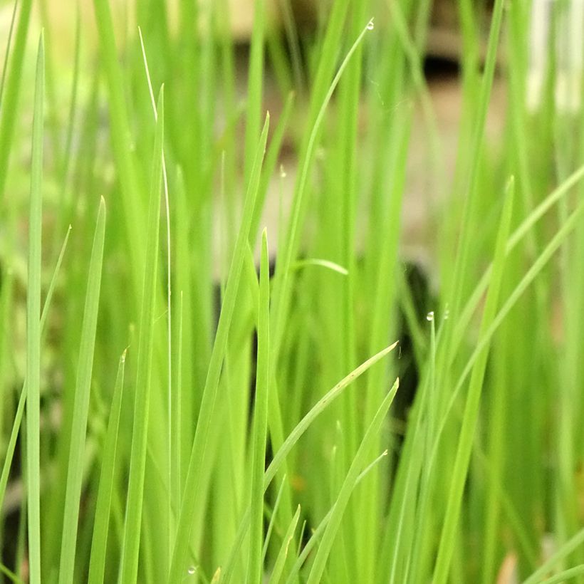 Iris bulleyana (Folhagem)