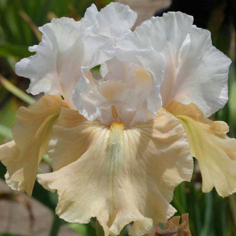 Iris germanica Champagne Frost (Floração)